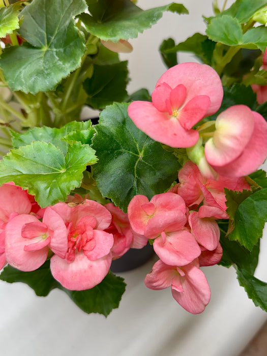 Begonia 'Reiger'