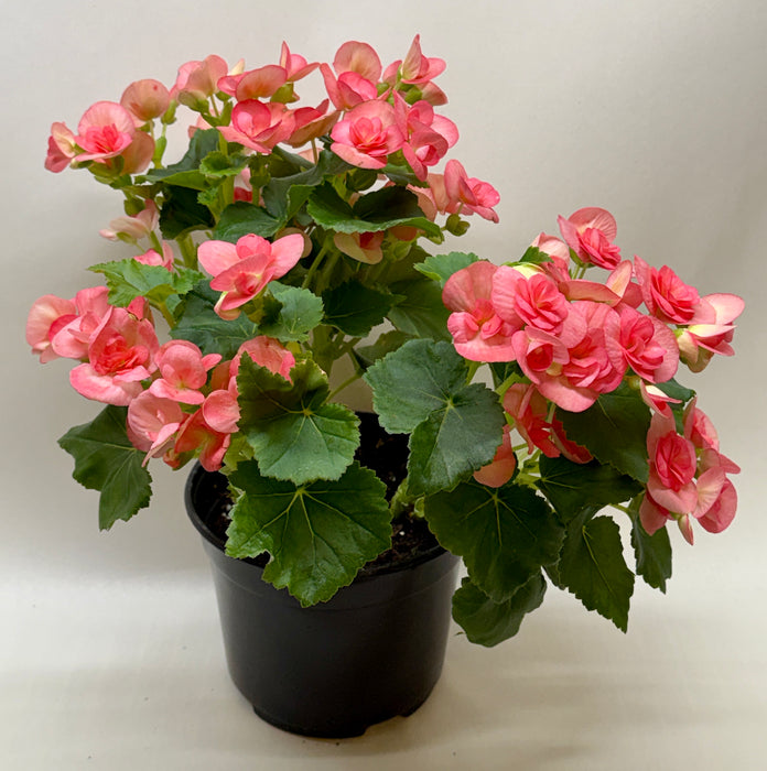Begonia 'Reiger'
