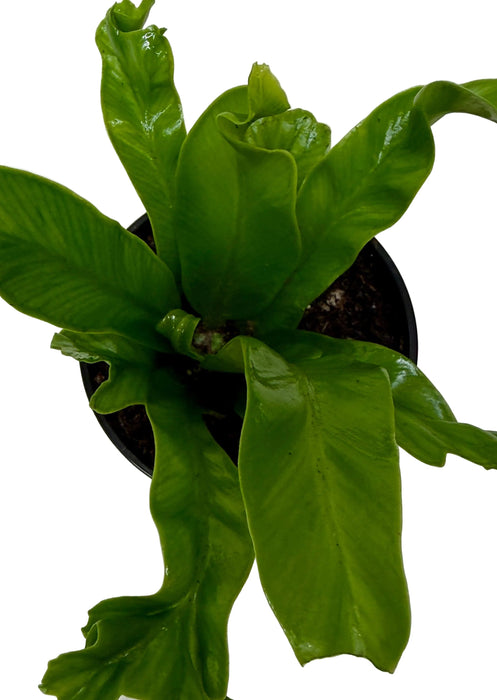 birds nest fern name Bird's Nest Leslie Fern