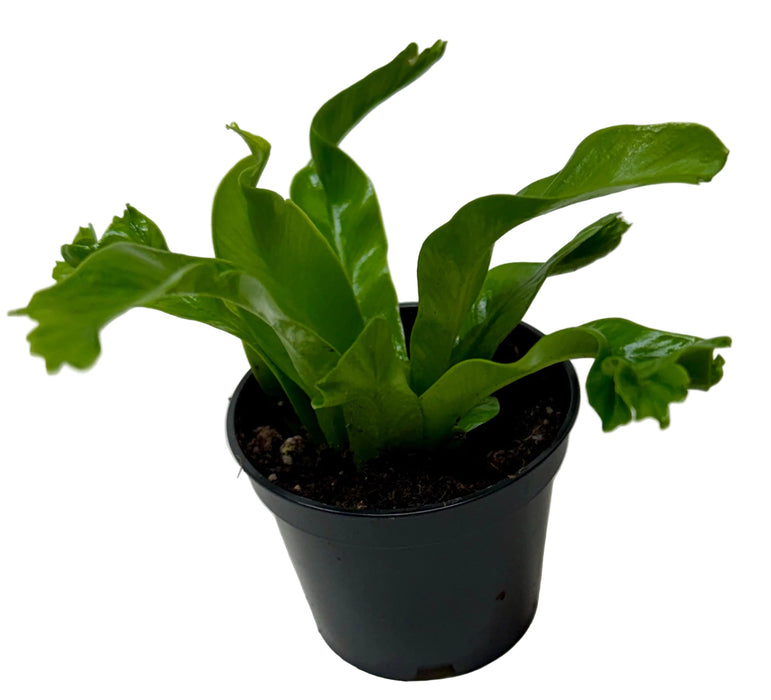 where to buy bird's nest fern Bird's Nest 'Leslie' Fern