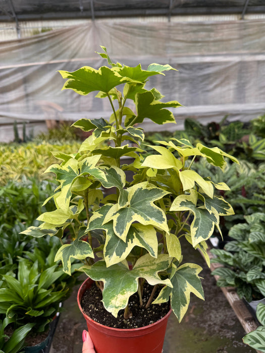Ivy Tree Variegated