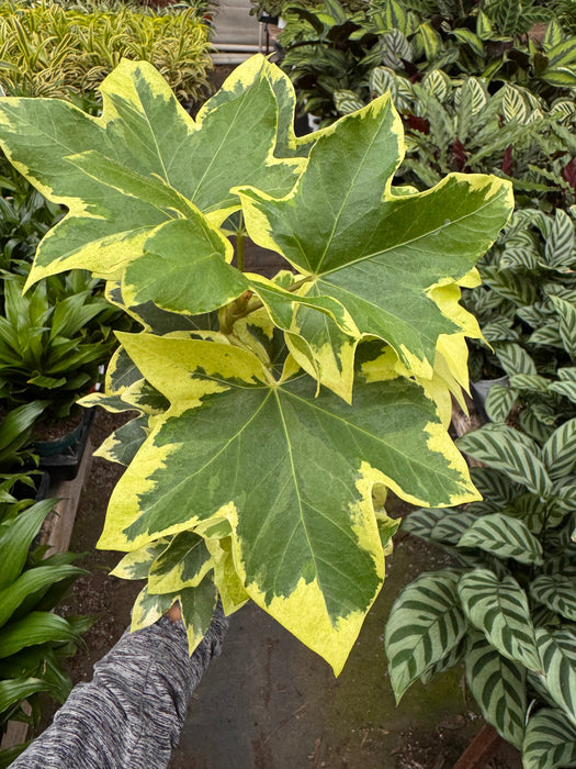 Ivy Tree Variegated