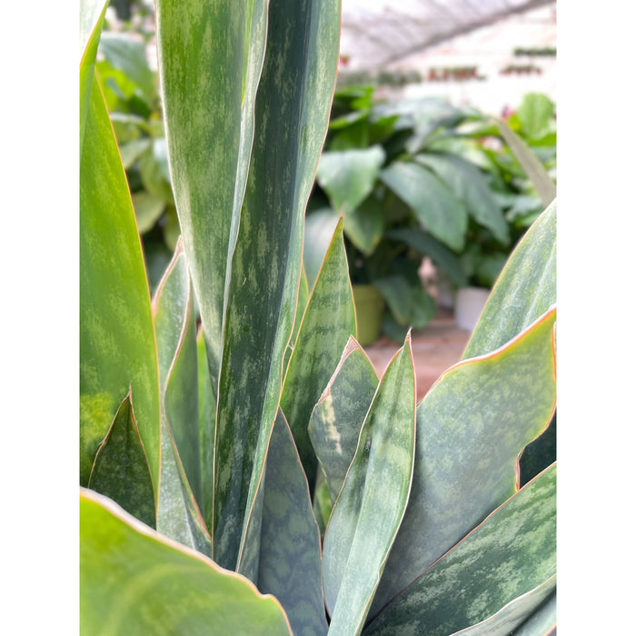 silver sword snake plant Snake Plant 'Silver Queen' - 10" Pot