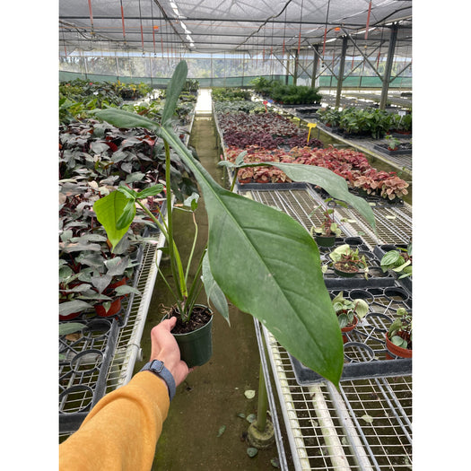 Philodendron 'JOEPII'