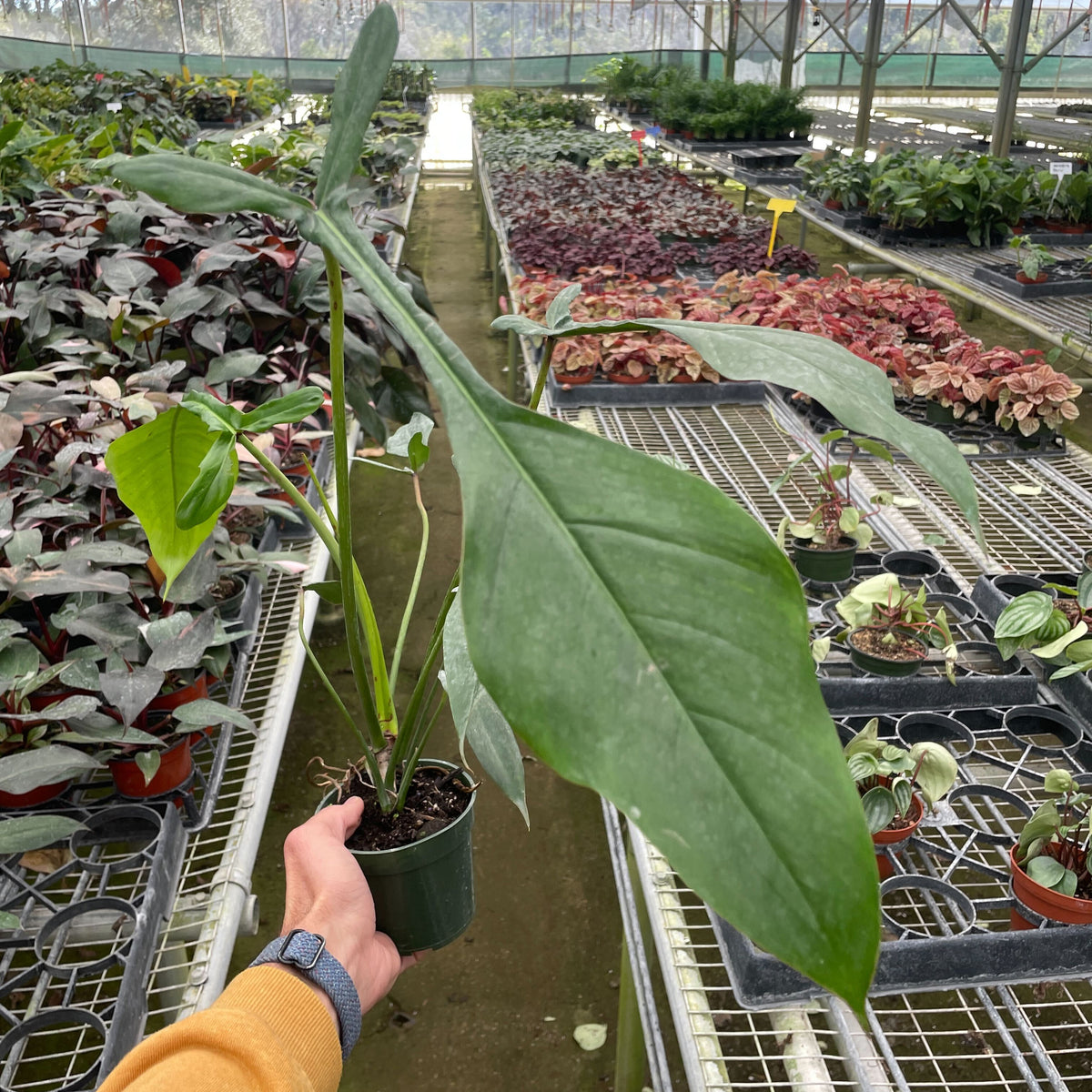 philodendron joepii ebay Philodendron 'Joepii' | Indoor Plant | Tropical Plant | Potted Plant