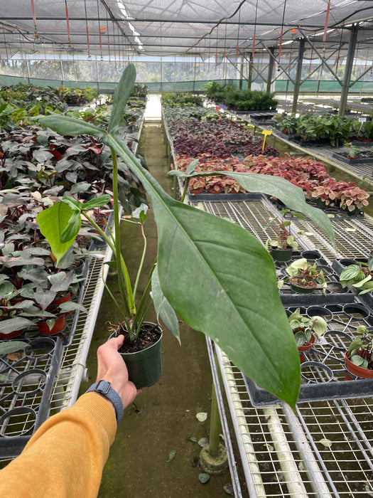 philodendron greenhouse Philodendron 'Joepii'