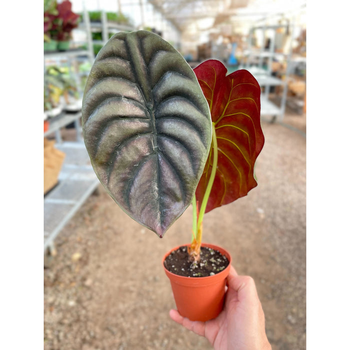 philodendron red secret Alocasia 'Red Secret'
