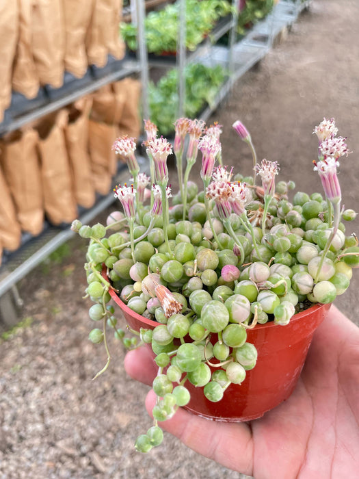pearls succulent plants Succulent 'String of Pearls' Variegated