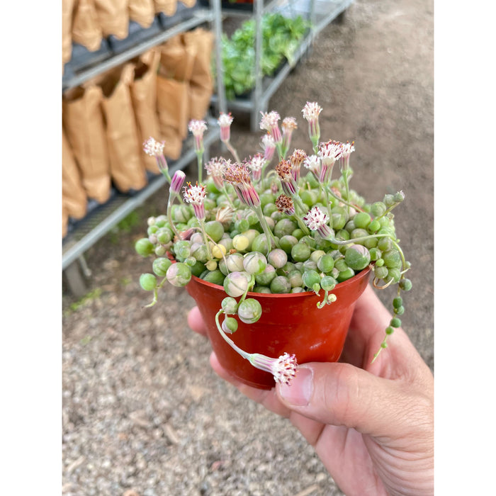 variegated pearls succulent Succulent 'String of Pearls' Variegated