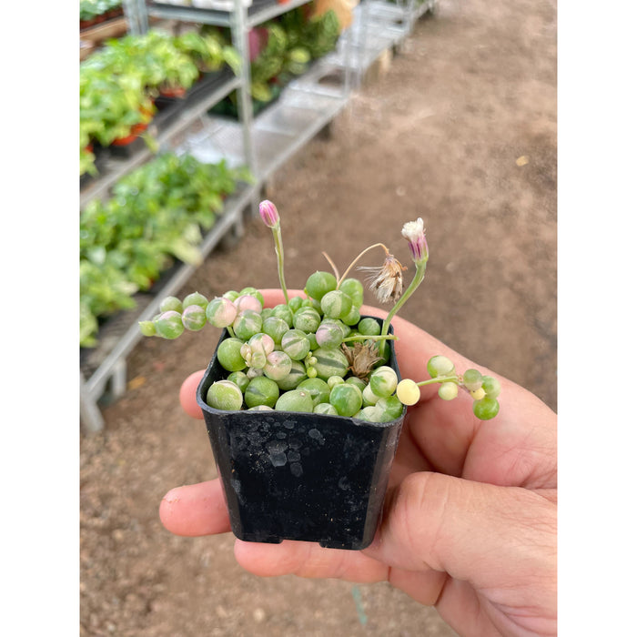 Succulent 'String of Pearls' Variegated
