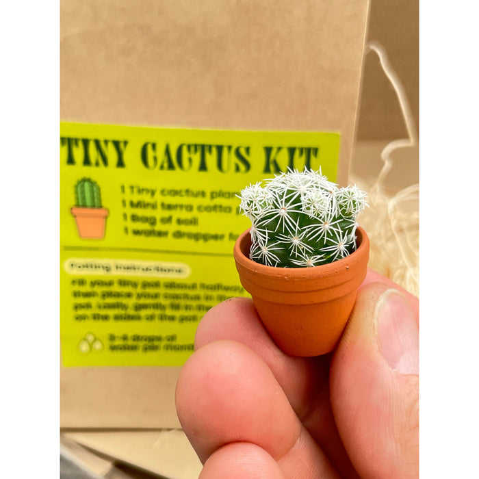 small potted cactus plants Tiny Cactus Kit