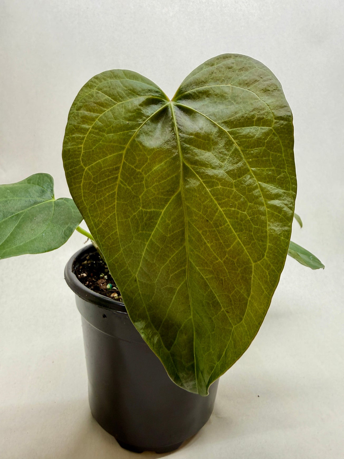 Anthurium Queen of Hearts 4 inch