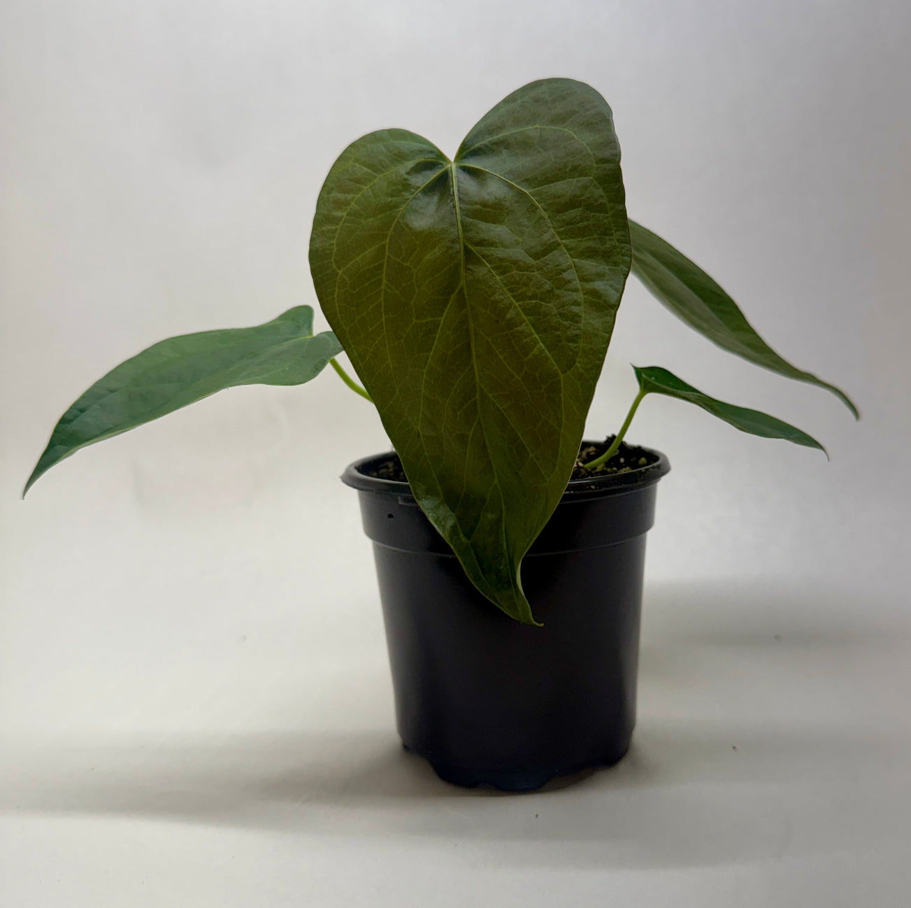 House Plant Shop hand-grown houseplants