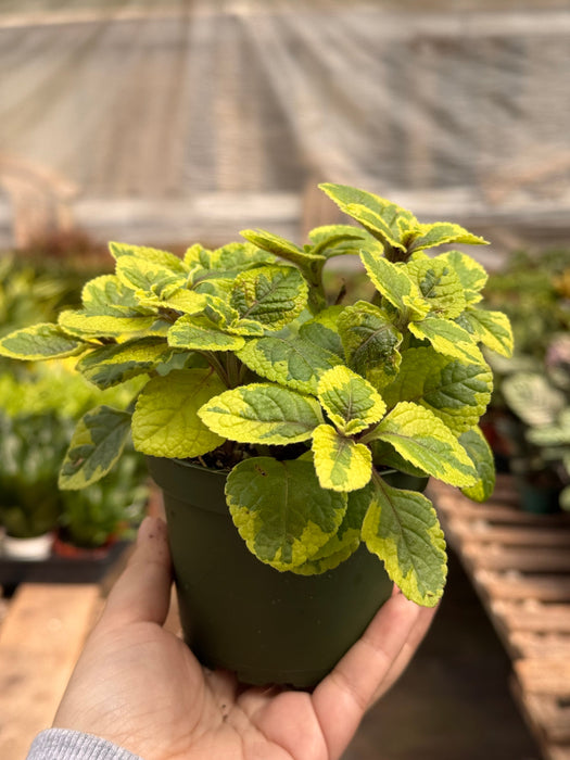 Plectranthus ‘Guacamole’