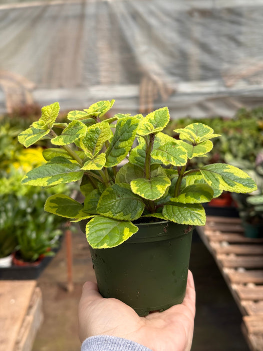 Plectranthus ‘Guacamole’