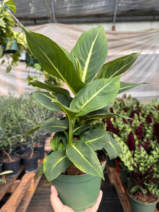 Dieffenbachia 'Green Magic'