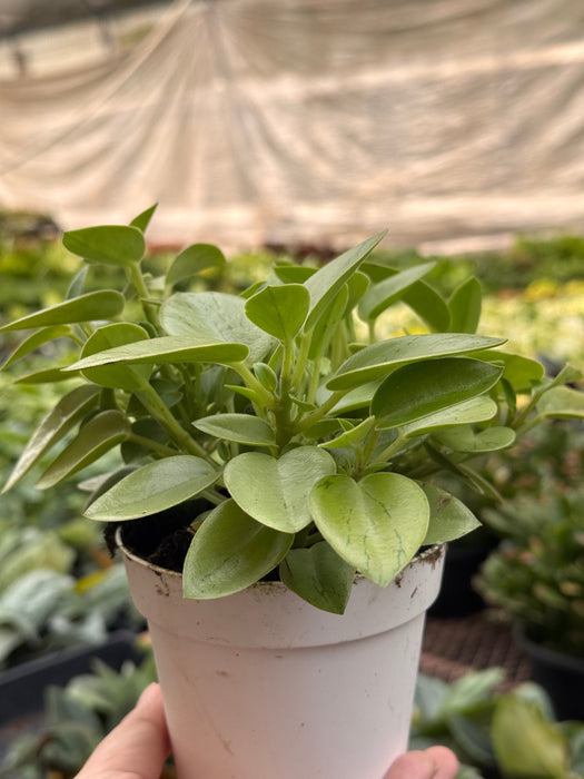 Peperomia 'Pixie Lime’