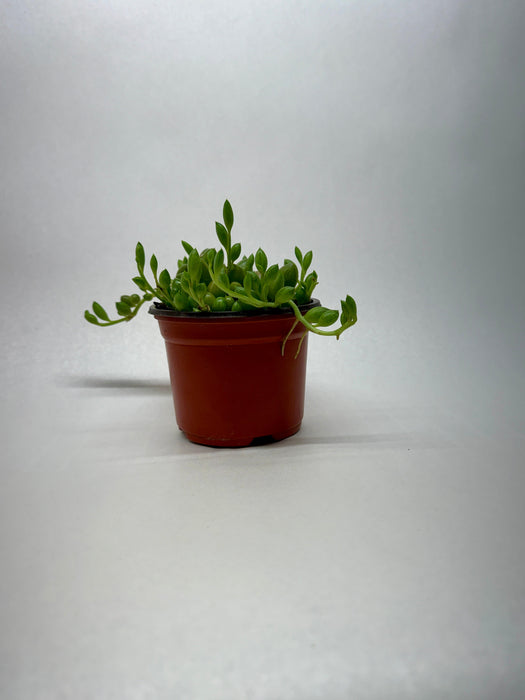 Succulent 'String Watermelon'