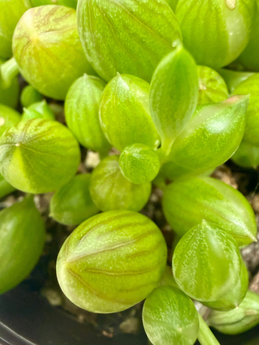 Succulent 'String Watermelon'