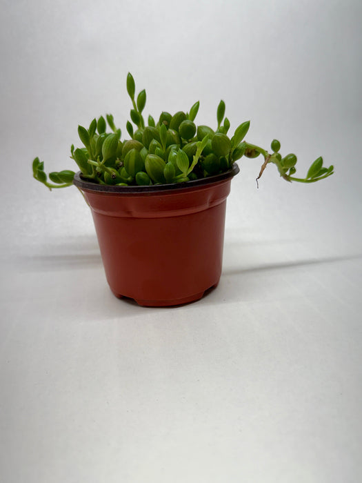Succulent 'String Watermelon'