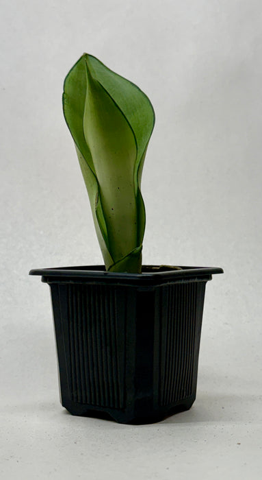 Snake Plant 'Moonshine'