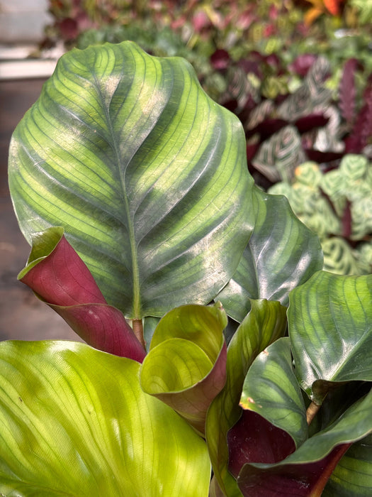 Calathea 'Fasciata'