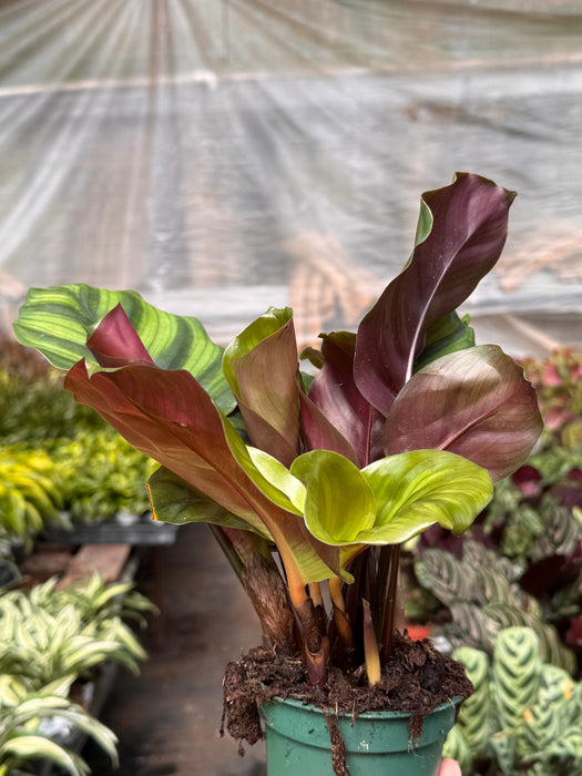 Calathea 'Fasciata'