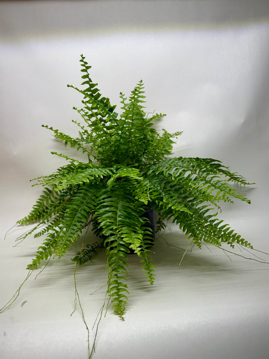 Boston Fern