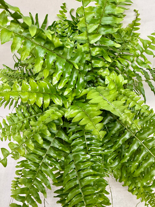 Boston Fern