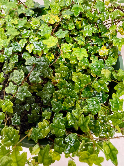 Ficus 'String of Frogs'