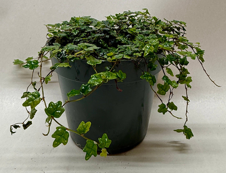 Ficus 'String of Frogs'