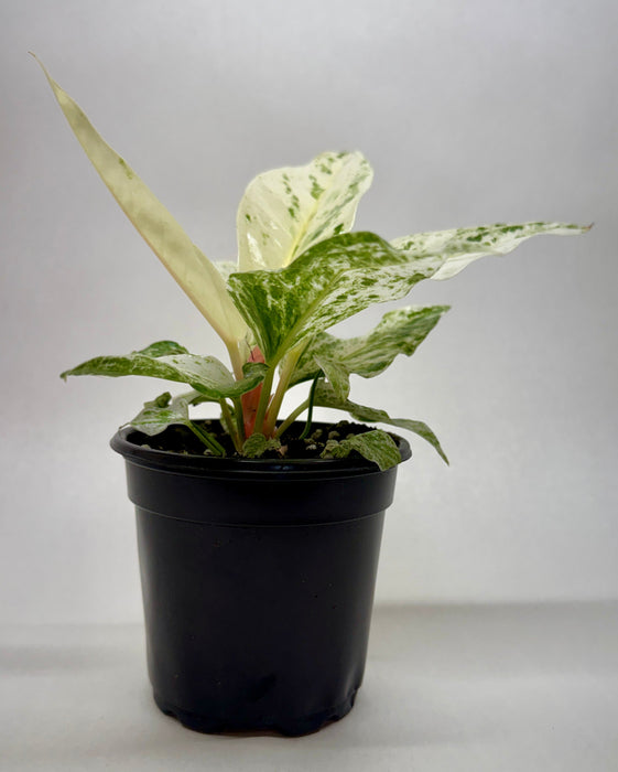 Anthurium 'Variegated Hookeri'