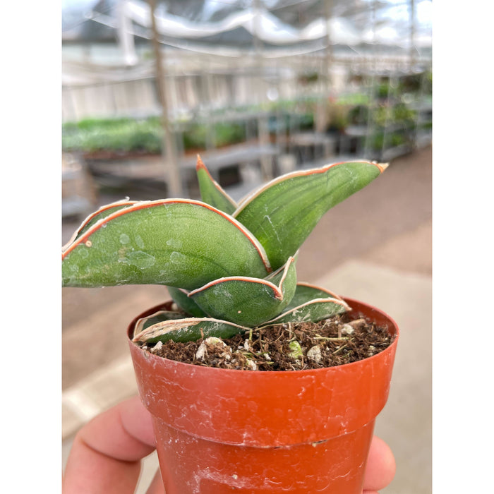 sansevieria san remo Sansevieria Samurai - 3" Pot