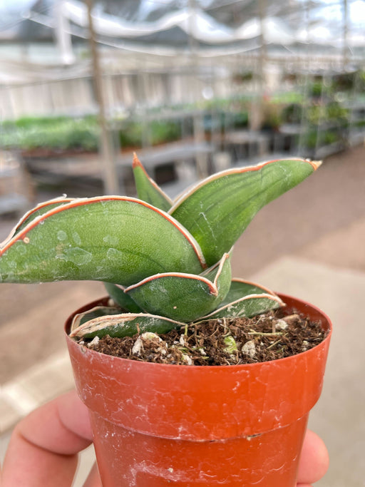 samurai sword sansevieria Sansevieria Samurai - 6" Pot