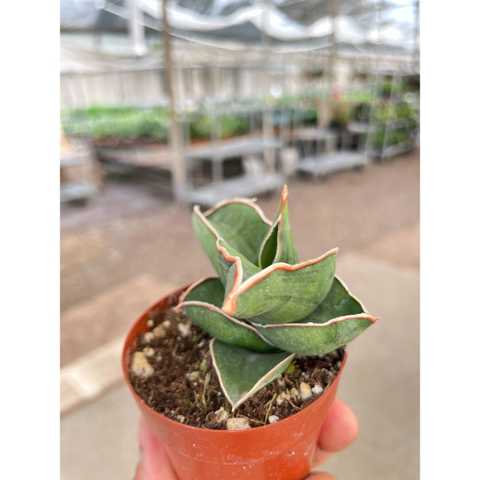 sansevieria cura Sansevieria Samurai - 3" Pot