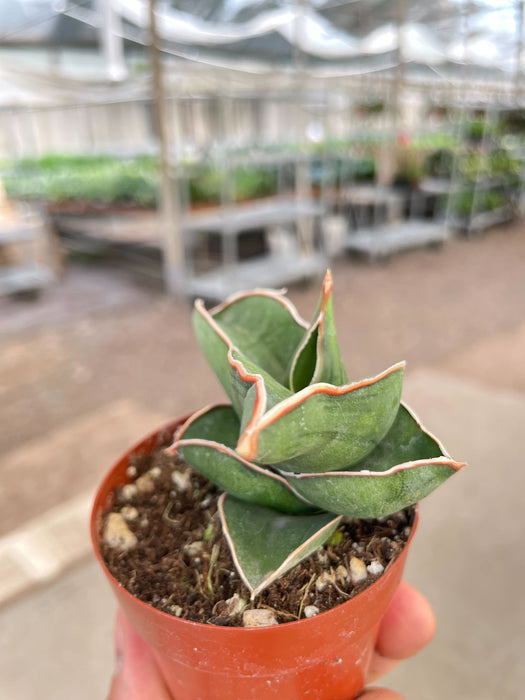 samurai sansevieria care Sansevieria Samurai