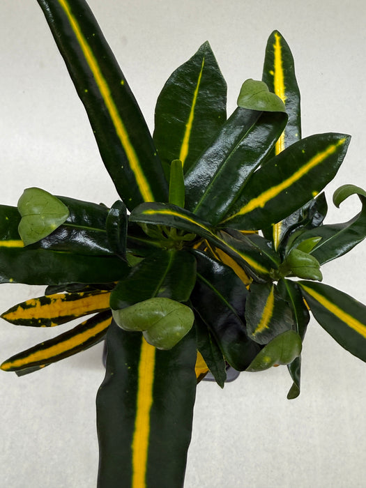 Croton 'Sunny Star'