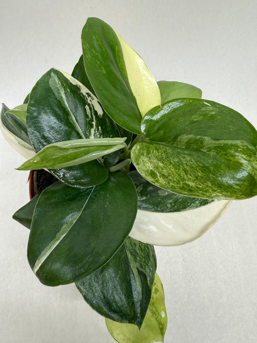 Scindapsus ‘Rubicon’ Variegated