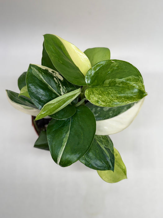 Scindapsus ‘Rubicon’ Variegated