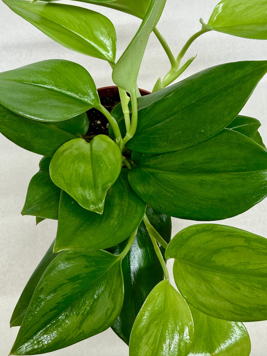 Scindapsus ‘Rubicon’