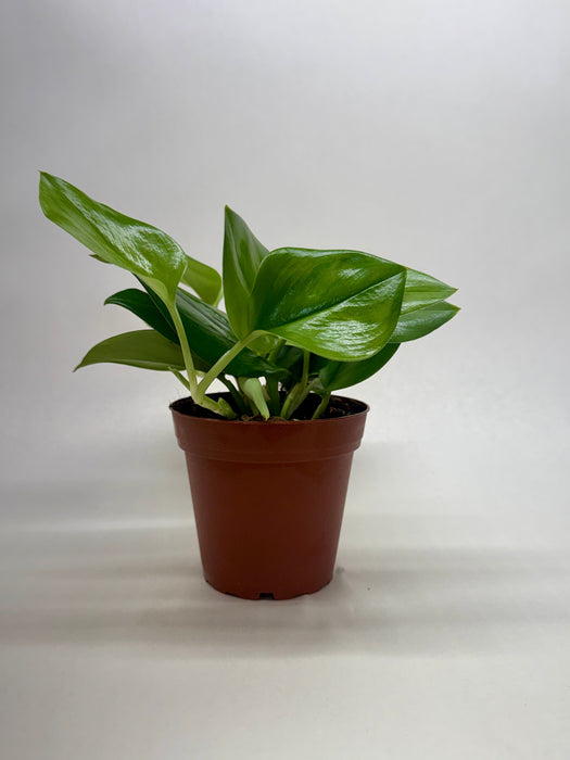Scindapsus ‘Rubicon’