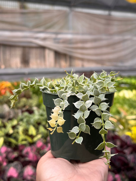 Dischidia 'Million Hearts' Variegated