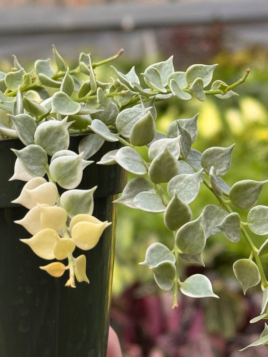 Dischidia 'Million Hearts' Variegated