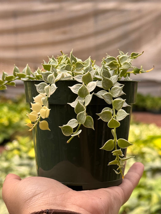 Dischidia 'Million Hearts' Variegated