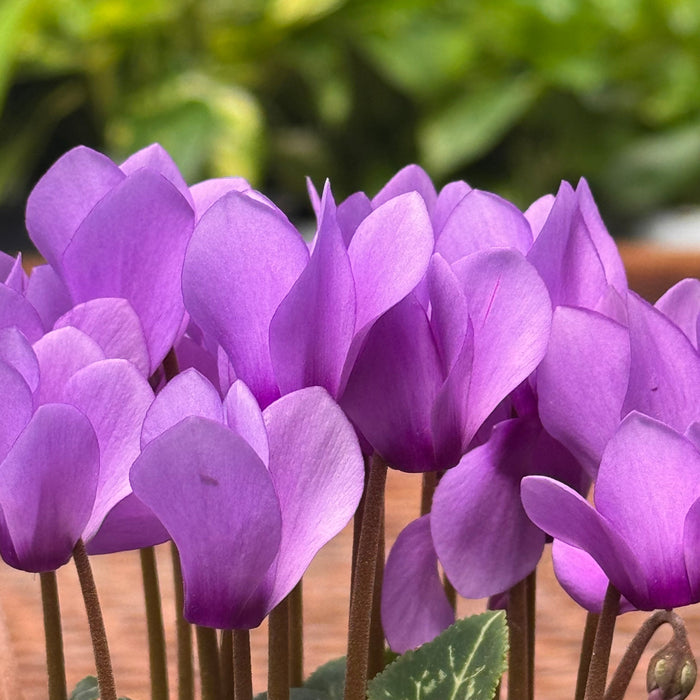 Cyclamen