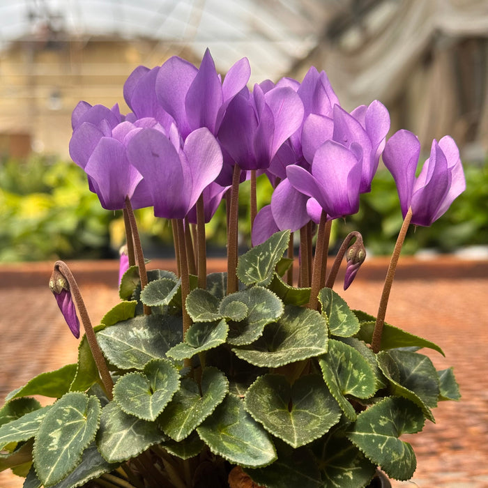 Cyclamen