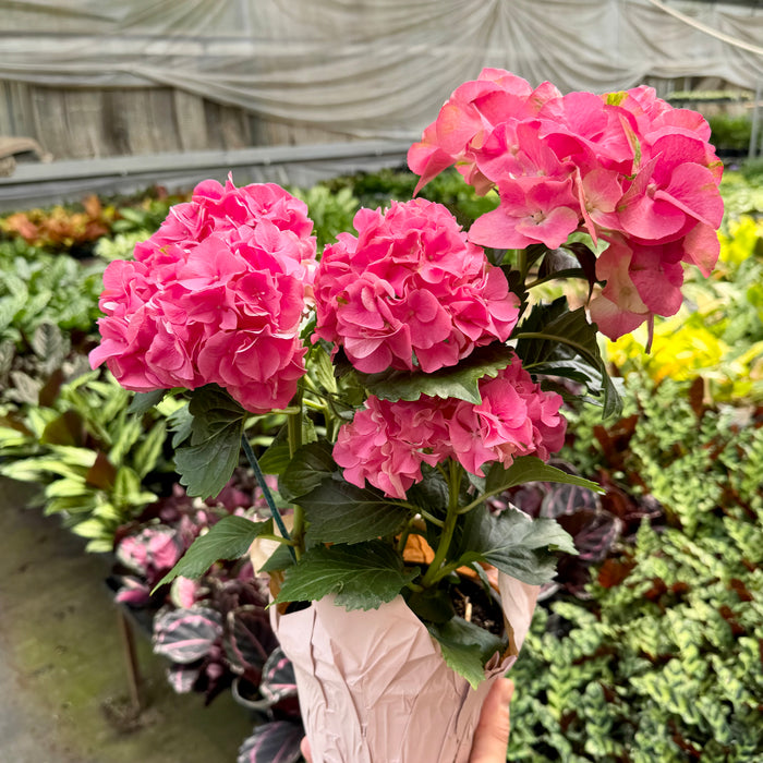Pink Hydrangea