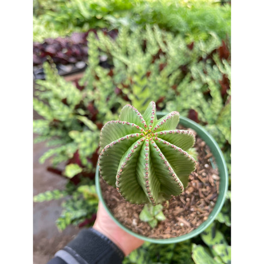 Euphorbia Mother Hubbard Cactus - 6" Pot