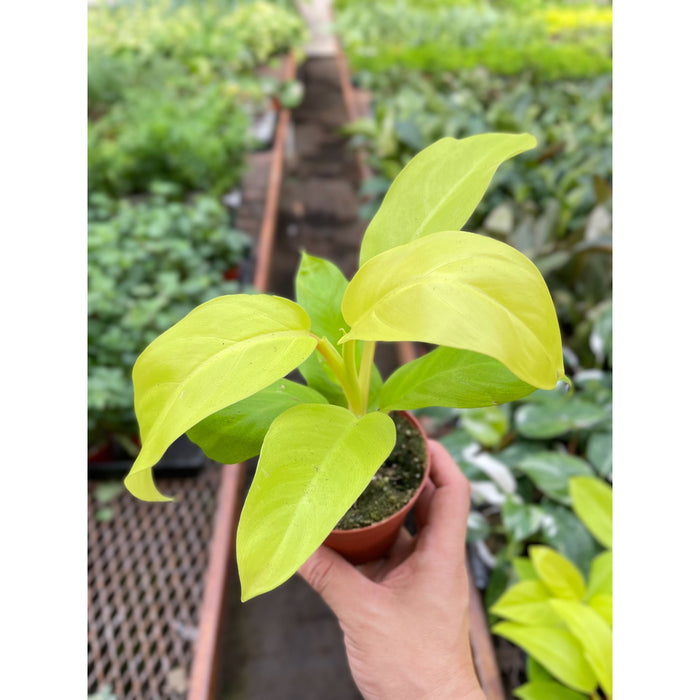 philodendron green goddess Philodendron Golden Goddess - 4" Pot