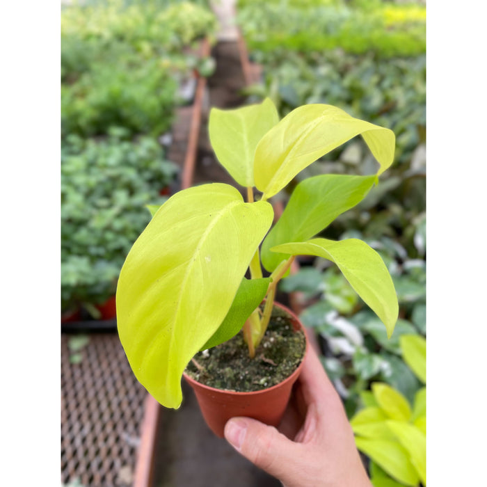 golden goddess philodendron scientific name Philodendron Golden Goddess